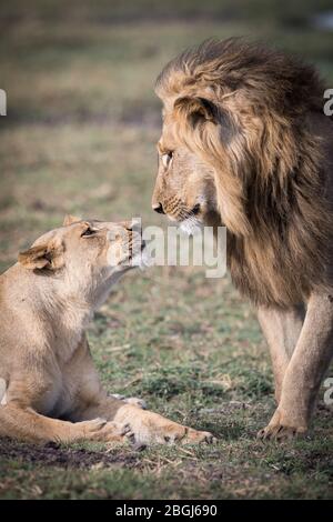 Busanga Plains, ein exklusives Safari-Ziel im Kafue National Park, im Nordwesten Sambias, ist die Heimat eines Stolz der afrikanischen Löwen, Panthera leo. Stockfoto