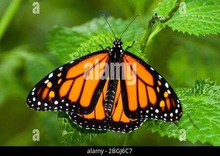 Ein Monarch Schmetterling sitzt auf einem Blatt Stockfoto