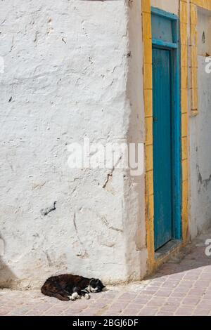Katze schläft auf einer Straße in der Medina von Essaouira Marokko Stockfoto