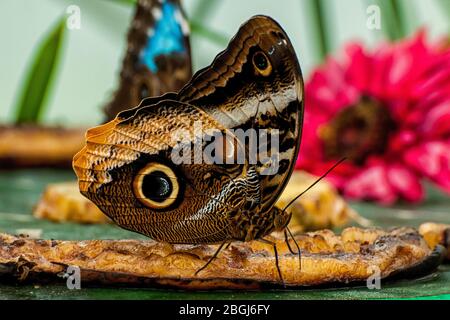 Ein Bananenschmetterling, der Früchte isst Stockfoto