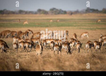 Busanga Plains ist ein exklusives Safari-Ziel im Kafue National Park, North Western Province, Sambia, wo blühende Lechwe- und Puku-Herden leben Stockfoto