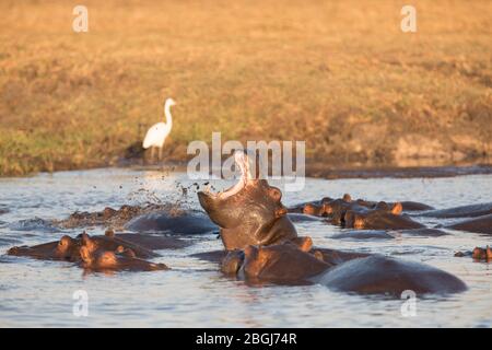 Busanga Plains, ein exklusives Safari-Ziel im Kafue National Park, Nord-westlich, Sambia, hat Wasserstraßen voller Flusspferde, Hippopotamus Amphibius Stockfoto