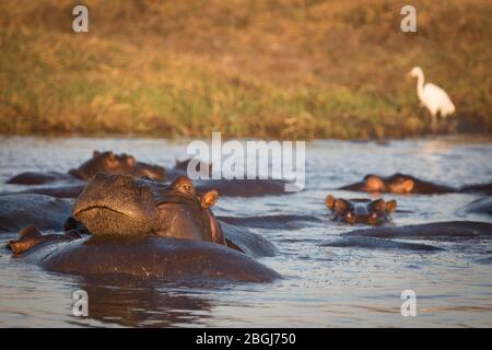 Busanga Plains, ein exklusives Safari-Ziel im Kafue National Park, Nord-westlich, Sambia, hat Wasserstraßen voller Flusspferde, Hippopotamus Amphibius Stockfoto