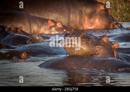 Busanga Plains, ein exklusives Safari-Ziel im Kafue National Park, Nord-westlich, Sambia, hat Wasserstraßen voller Flusspferde, Hippopotamus Amphibius Stockfoto