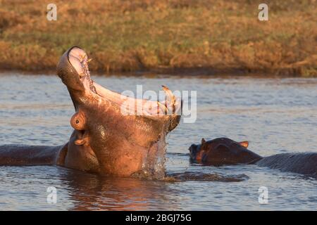 Busanga Plains, ein exklusives Safari-Ziel im Kafue National Park, Nord-westlich, Sambia, hat Wasserstraßen voller Flusspferde, Hippopotamus Amphibius Stockfoto