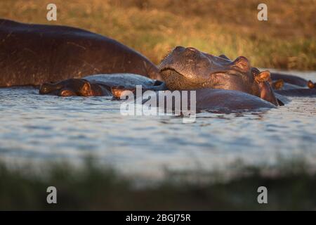 Busanga Plains, ein exklusives Safari-Ziel im Kafue National Park, Nord-westlich, Sambia, hat Wasserstraßen voller Flusspferde, Hippopotamus Amphibius Stockfoto