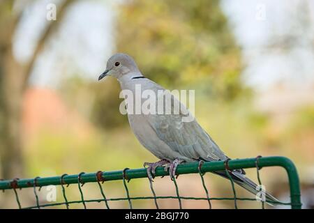Nahaufnahme Porträt einer grauen eurasischen Halstaube mit roten Augen auf einem grünen Drahtgitter. Unscharfer blauer, gelber und grüner Hintergrund. Stockfoto