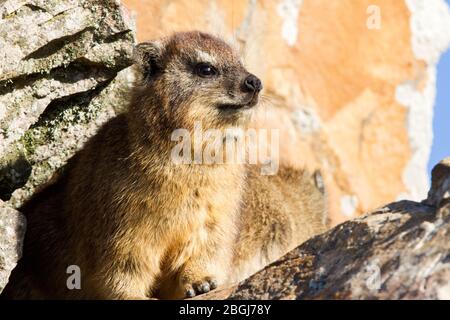 Dassie oder Rock Hyrax auf der Suche nach Nahrung in Mülleimer, hermanus, Südafrika Stockfoto