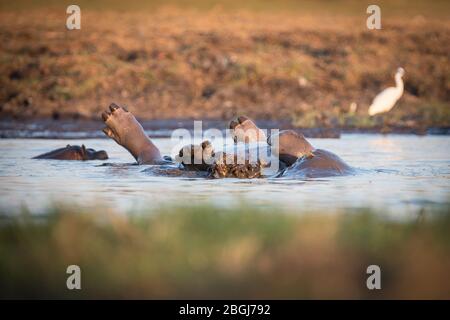 Busanga Plains, ein exklusives Safari-Ziel im Kafue National Park, Nord-westlich, Sambia, hat Wasserstraßen voller Flusspferde, Hippopotamus Amphibius Stockfoto