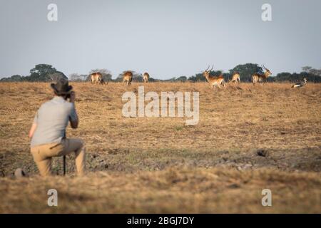 Busanga Plains ist ein exklusives Safari-Ziel im Kafue National Park, North Western Province, Sambia mit reichlich Herden von Lechwe, kobus leche Stockfoto