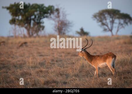 Busanga Plains, exklusives Safari-Ziel im Kafue National Park, Nord-westlich, Sambia, ist, wo reichlich Herden von Lechwe, Kobus leche grasen. Stockfoto