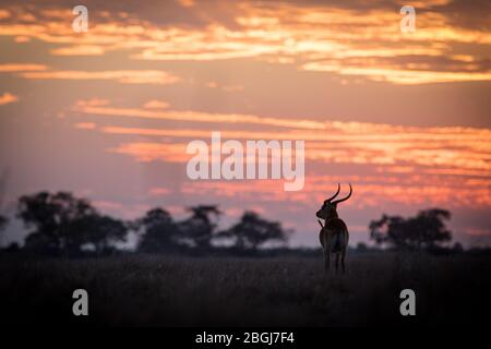 Busanga Plains, exklusives Safari-Ziel im Kafue National Park, Nord-westlich, Sambia, ist, wo reichlich Herden von Lechwe, Kobus leche grasen. Stockfoto