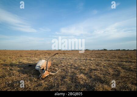 Busanga Plains, ein exklusives Safari-Ziel im Kafue National Park, im Nordwesten Sambias, hat reichlich Lechwe-Herden, Kobus leche Stockfoto