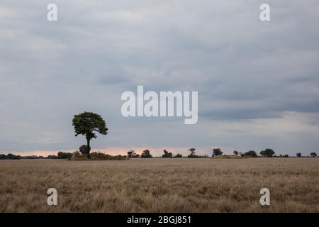 Baum und Grasland in landschaftlich reizvoller Savannenlandschaft, Busanga Plains, Kafue National Park, North Western Province, Sambia. Stockfoto