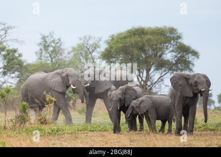 Busanga Plains, ein exklusives Safari-Ziel im Kafue National Park, im Nordwesten Sambias, Heimat der afrikanischen Elefantenherden Loxodonta africana. Stockfoto