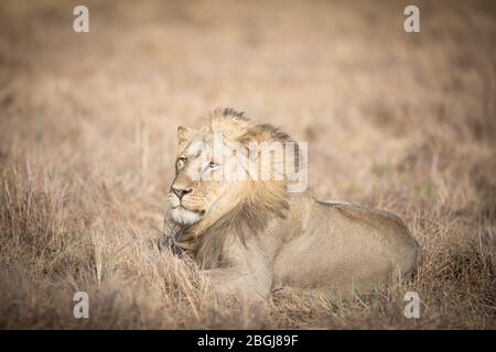 Busanga Plains, ein exklusives Safari-Ziel im Kafue National Park, im Nordwesten Sambias, ist die Heimat eines Stolz der afrikanischen Löwen, Panthera leo. Stockfoto