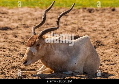 In der Steppe liegt eine Mendes-Antilope Stockfoto