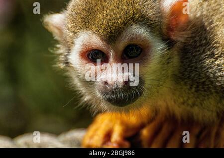 Nahaufnahme des Kopfes eines Eichhörnchen-Affen Stockfoto