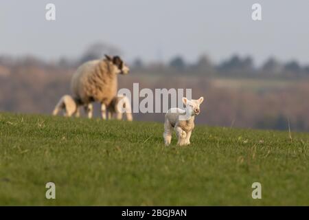 Ein Lamm, das über ein Feld läuft, mit einem Mutterschafe im Hintergrund Stockfoto