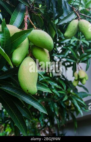 Grüne Mangos erreichen noch nicht volles Wachstum, das von seinem Baum hängt Stockfoto