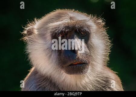 Nahaufnahme des Kopfes eines Hanuman Langur Stockfoto