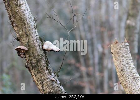 Pilz wächst auf einem verfaulenden alten Baum Stockfoto