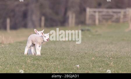 Zwei Lämmer auf einem Feld schreien nach Mama Stockfoto