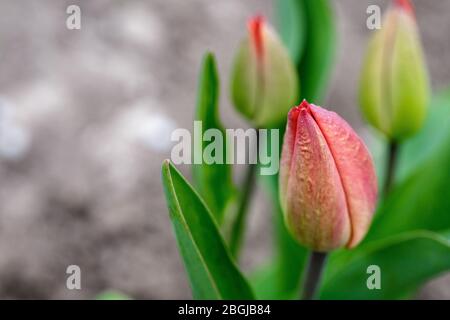 Einsame Knospe einer dicht geschlossenen rötlichen Tulpe.Nahaufnahme Stockfoto