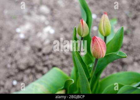 Einsame Knospe einer dicht geschlossenen rötlichen Tulpe.Nahaufnahme Stockfoto