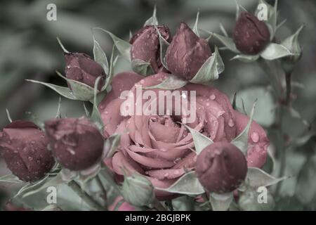 Wilde rote Rose blüht im Garten. Rose Nahaufnahme Hintergrund. Stockfoto