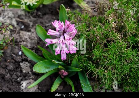 Terry Hyazinthe blüht im Frühling im Garten. Stockfoto