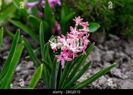 Terry Hyazinthe blüht im Frühling im Garten. Stockfoto