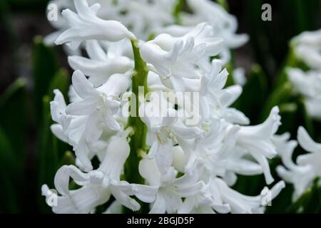 Terry Hyazinthe blüht im Frühling im Garten. Stockfoto