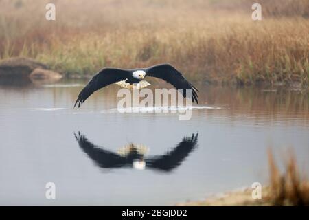 Weißkopfseeadler (Haliaeetus leucocephalus) sind häufig in der gesamten Küste Alaskas in Orten wie Ketchikan, Sitka und Homer gefunden. Stockfoto