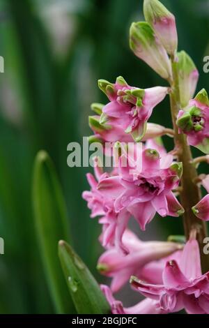 Terry Hyazinthe blüht im Frühling im Garten. Stockfoto