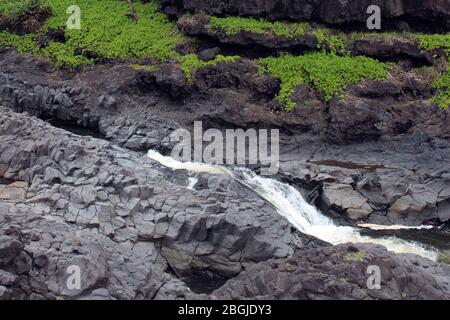 Ein Abschnitt des Palikea Stream, Oheo Gulch, Seven Sacred Pools, der durch Vulkangestein mit Scaevola Taccada Pflanzen läuft, die im Felsen wachsen, Maui, Hawa Stockfoto