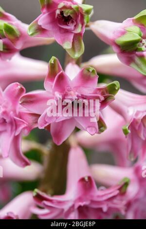 Terry Hyazinthe blüht im Frühling im Garten. Stockfoto