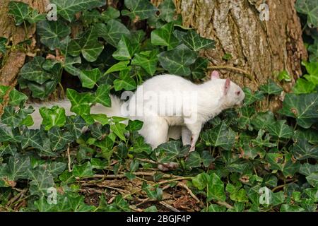 Albino Eichhörnchen durch einen Baumstamm in der National Mall in Washington DC Stockfoto