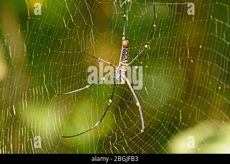 Northern Golden Orb Weaver Spider in Assam, Indien Stockfoto