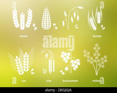 Weiße Getreidekörner Symbole des Sets. Reis und Weizen, Mais, Hafer, Roggen, Gerste. Vektorgrafik Stock Vektor