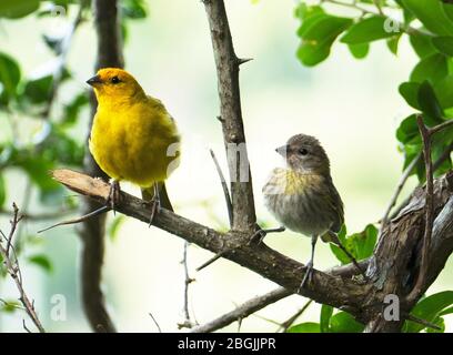 Atlantischer Kanarienvogel, ein kleiner brasilianischer Wildvogel.der gelbe kanarienvogel Crithagra flaviventris ist ein kleiner Singvogel aus der Familie der Finken. Stockfoto