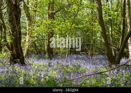 Nahaufnahme von Blaubellen, die inmitten von Bäumen in der Wildnis in Whippendell Woods, Watford, Hertforshire, Großbritannien, wachsen. Stockfoto