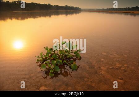 Dzanga River. DZANGA-Sanha Forest Reserve, ZENTRALAFRIKANISCHE REPUBLIK Stockfoto