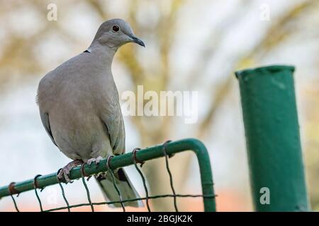 Nahaufnahme Porträt einer grauen eurasischen Halstaube mit roten Augen auf einem grünen Drahtgitter. Unscharfer Hintergrund. Stockfoto