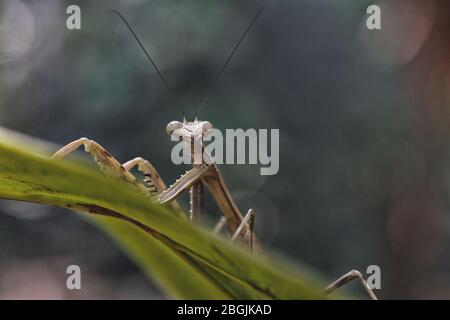 Silhouette einer Gottesanbeterin im DZANGA-Sanha Forest Reserve, ZENTRALAFRIKANISCHE REPUBLIK Stockfoto