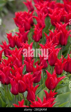 Eine Reihe von Lilienblühenden Tulpen in Blüte auf Tulip Town Farm in Washington Skagit Valley am Sonntag, 19. April 2020. Stockfoto