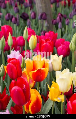 Bunte Tulpen blühen am Sonntag, den 19. April 2020 auf der Tulip Town Farm im Skagit Valley in Washington. Stockfoto