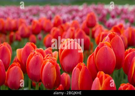 Am Sonntag, den 19. April 2020, blühen auf der Tulip Town Farm im Skagit Valley in Washington bunte Tulpen. Stockfoto