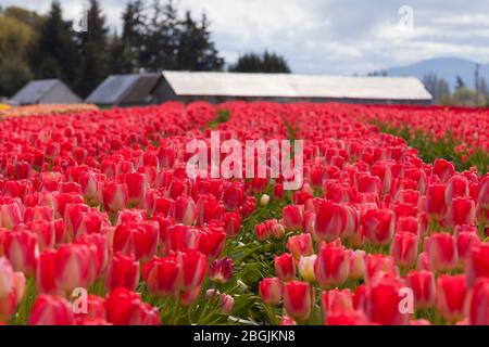 Ein Tulpenfeld in Blüte auf der Tulip Town Farm im Skagit Valley in Washington am Sonntag, den 19. April 2020. Stockfoto