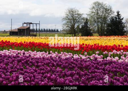 Ein leeres Tulpenfeld in voller Blüte auf der Tulip Town Farm im Skagit Valley in Washington am Sonntag, den 19. April 2020. Die Stornierung des Skagit Valley Tulip F Stockfoto